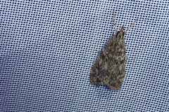 Eudonia truncicolella