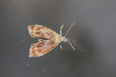Prochoreutis myllerana