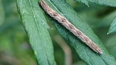 Eupithecia succenturiata