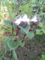 Tradescantia cerinthoides