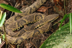 Bothrops jararaca