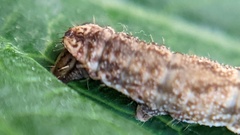 Eupithecia succenturiata