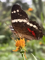 Anartia fatima colima