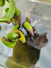Gastrotheca riobambae