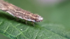 Eupithecia succenturiata