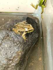 Gastrotheca riobambae