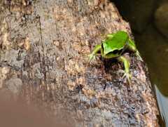 Gastrotheca riobambae