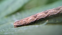 Eupithecia succenturiata