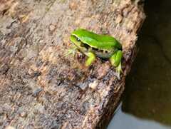 Gastrotheca riobambae