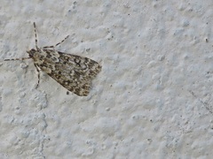 Eudonia lineola