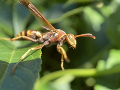 Polistes dorsalis