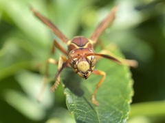 Polistes dorsalis