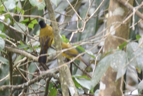 Ruby-throated Bulbul (Rubigula dispar), photo 8