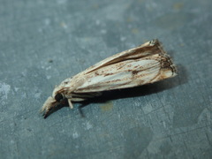 Crambidae
