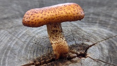 Pholiota aurivella