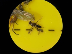 Opomyzidae