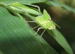 Stilpnochlora