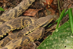 Bothrops jararaca