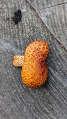 Pholiota aurivella