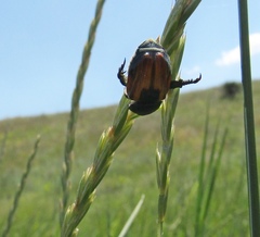 Anisoplia austriaca