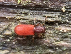 Zenodosus sanguineus