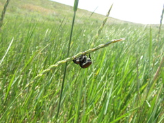 Anisoplia austriaca