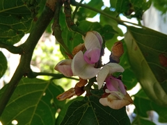 Millettia pinnata