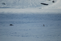 Leptonychotes weddellii