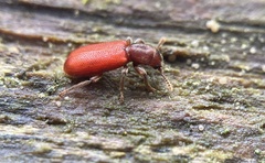 Zenodosus sanguineus