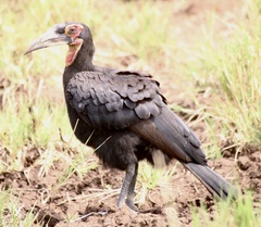 Bucorvus leadbeateri