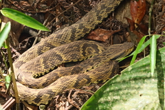 Bothrops jararaca