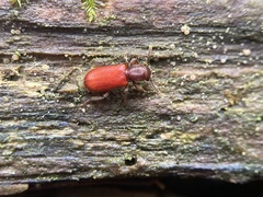 Zenodosus sanguineus