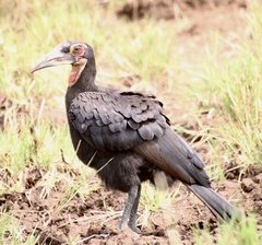 Bucorvus leadbeateri