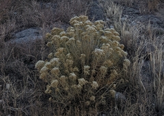 Chrysothamnus viscidiflorus