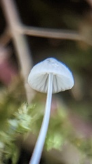 Mycena tenerrima