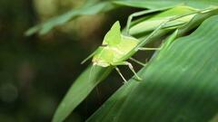 Stilpnochlora