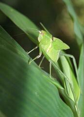 Stilpnochlora