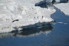 Leptonychotes weddellii