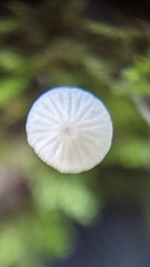 Mycena tenerrima