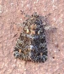 Callopistria latreillei