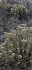 Chrysothamnus viscidiflorus