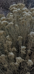 Chrysothamnus viscidiflorus