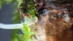 Mycena tenerrima