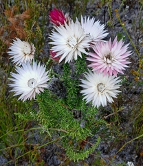 Phaenocoma prolifera