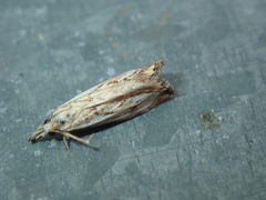 Crambidae