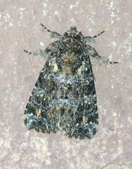 Callopistria latreillei