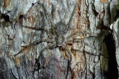 Philodromus margaritatus