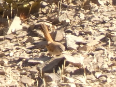 Furnariinae