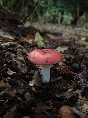Russula sanguinea