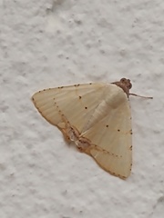 Eulepidotis micca